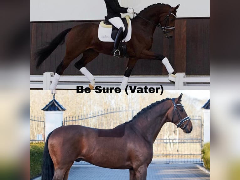 Hannover Stallone 3 Anni 170 cm Baio in Tespe