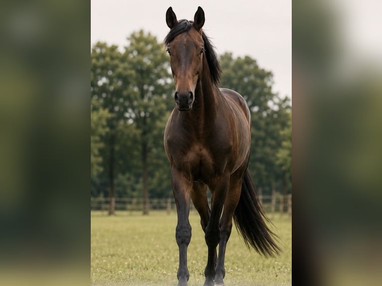 Hannover Stallone 3 Anni 170 cm Baio in Tespe