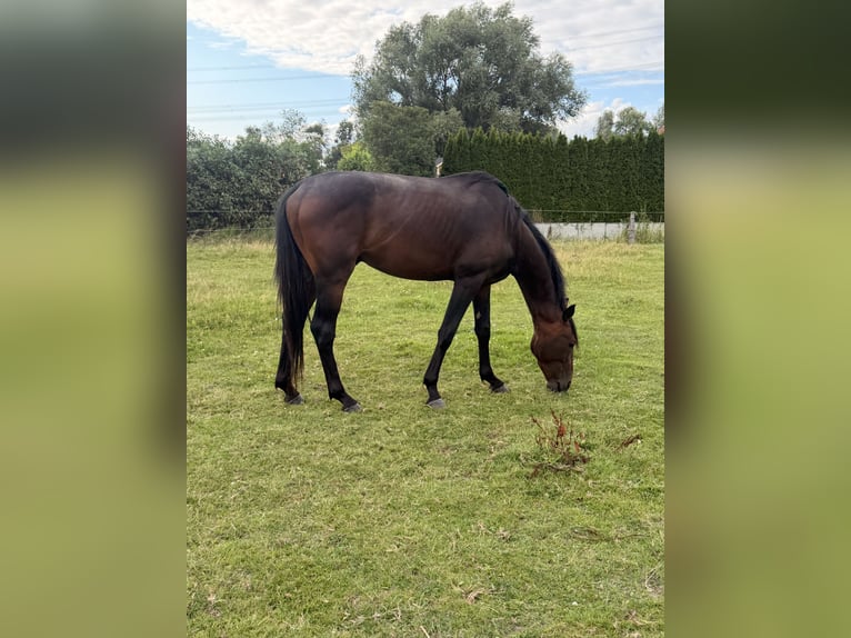 Hannover Stallone 3 Anni 170 cm Baio in Tespe