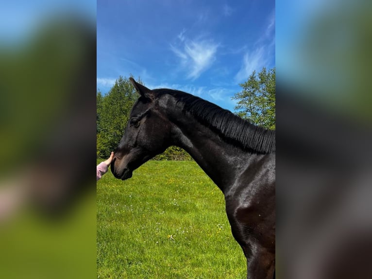 Hannover Stallone 3 Anni 170 cm  in Ahrensbök