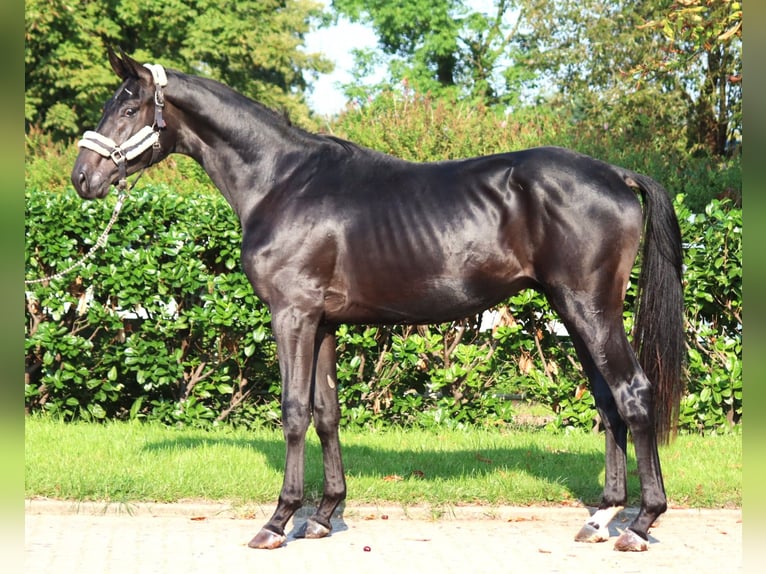 Hannover Stallone 3 Anni 170 cm in Selsingen