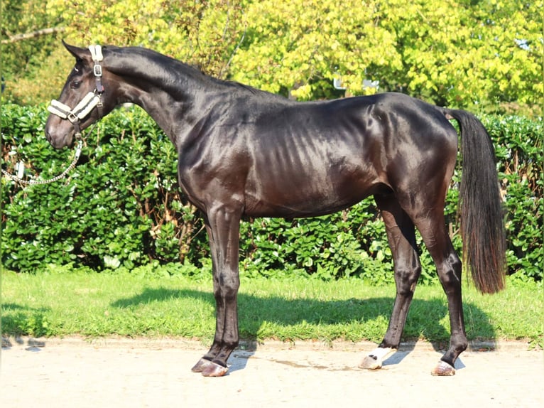 Hannover Stallone 3 Anni 170 cm in Selsingen