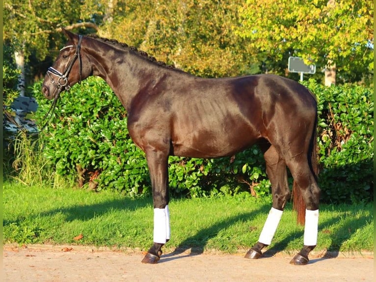 Hannover Stallone 3 Anni 170 cm Morello in Selsingen