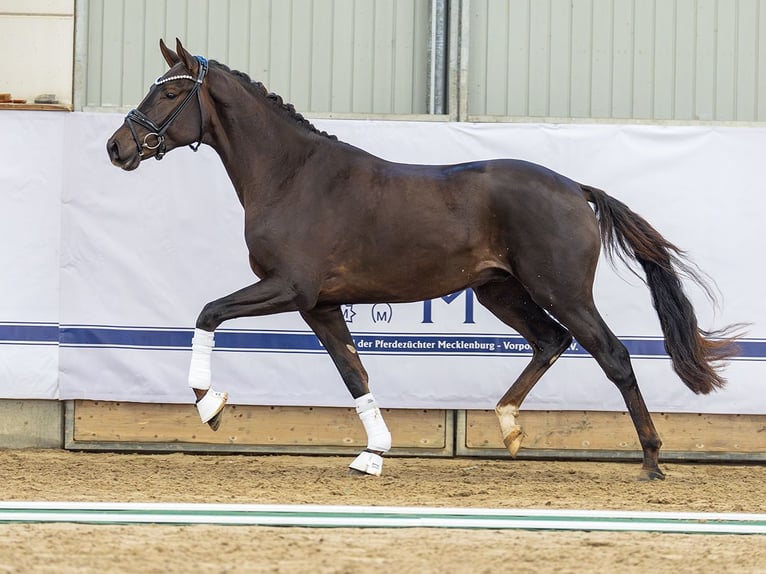 Hannover Stallone 3 Anni 170 cm Sauro in Redefin