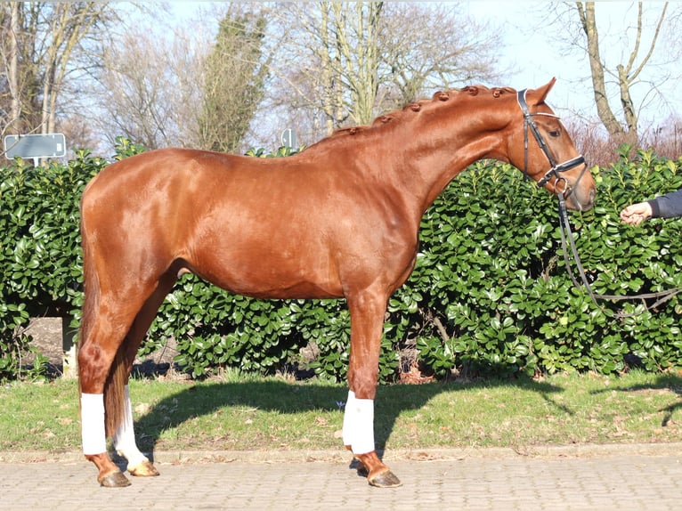 Hannover Stallone 3 Anni 170 cm Sauro in Selsingen