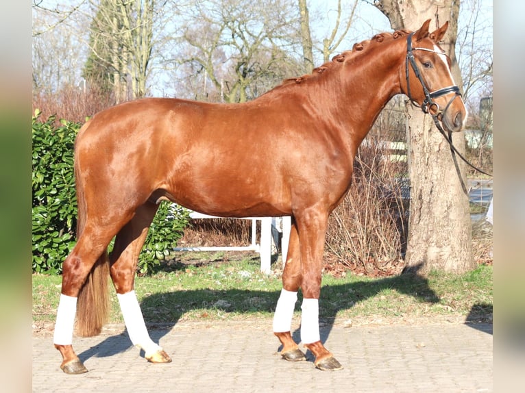 Hannover Stallone 3 Anni 170 cm Sauro in Selsingen