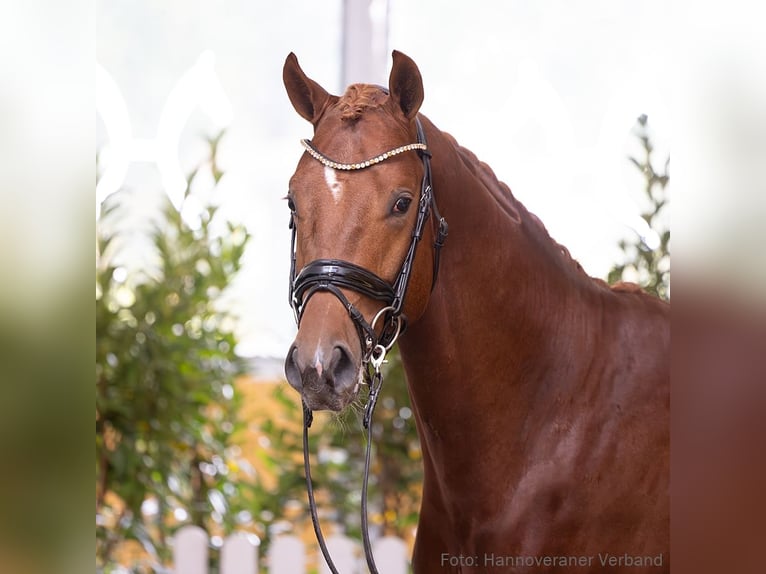 Hannover Stallone 3 Anni 170 cm Sauro in Verden