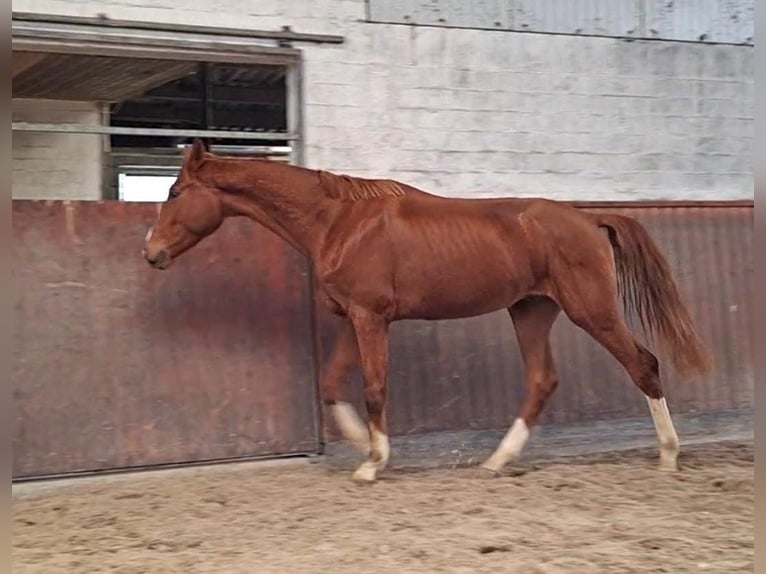 Hannover Stallone 3 Anni 170 cm Sauro in Regesbostel