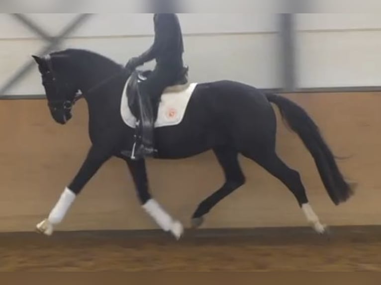 Hannover Stallone 3 Anni 171 cm Morello in Herren-Sulzbach