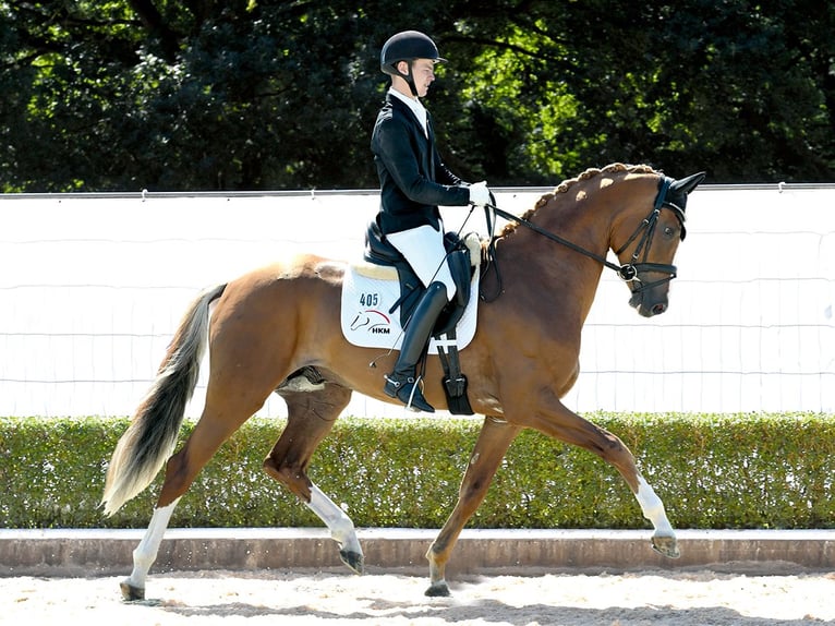 Hannover Stallone 3 Anni 171 cm Sauro in Bad Bevensen