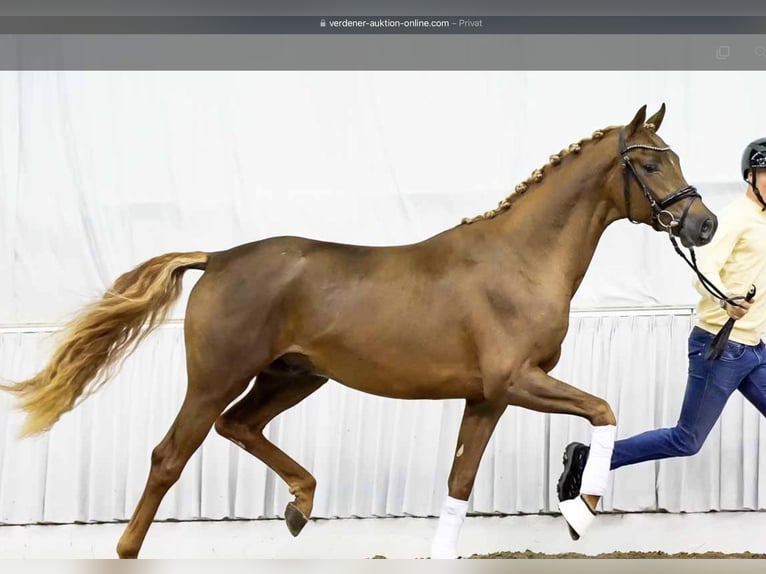 Hannover Stallone 3 Anni 171 cm Sauro scuro in Lentf&#xF6;hrden