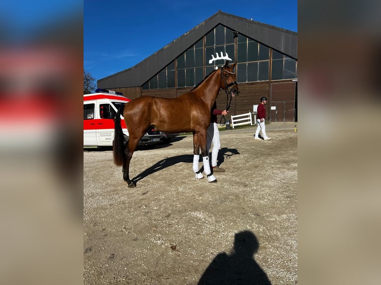 Hannover Stallone 3 Anni 172 cm Baio in Großheide