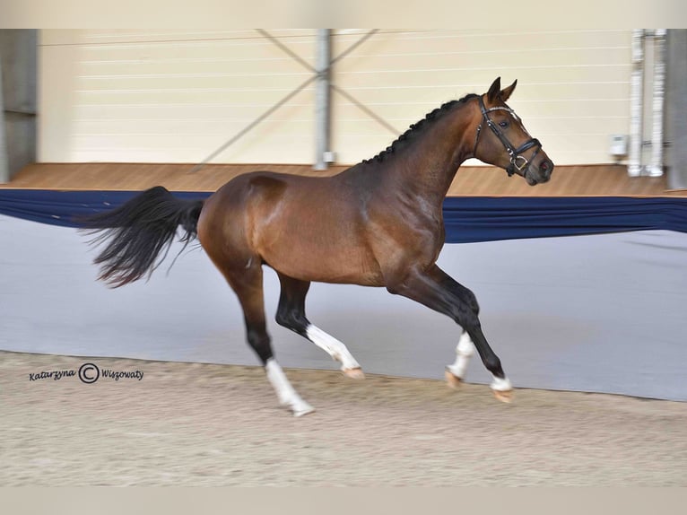 Hannover Stallone 3 Anni 172 cm Baio in Bukowo