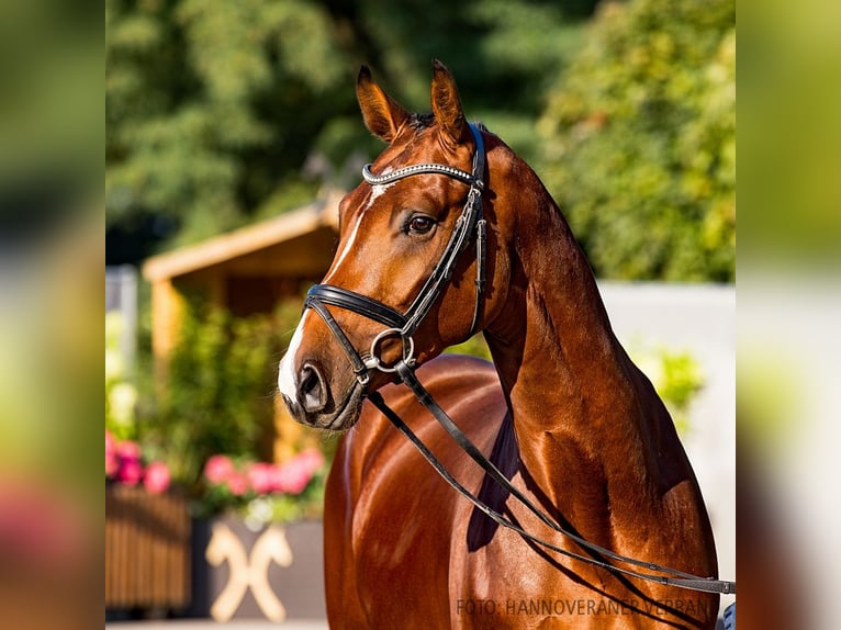 Hannover Stallone 3 Anni 172 cm Baio in Verden