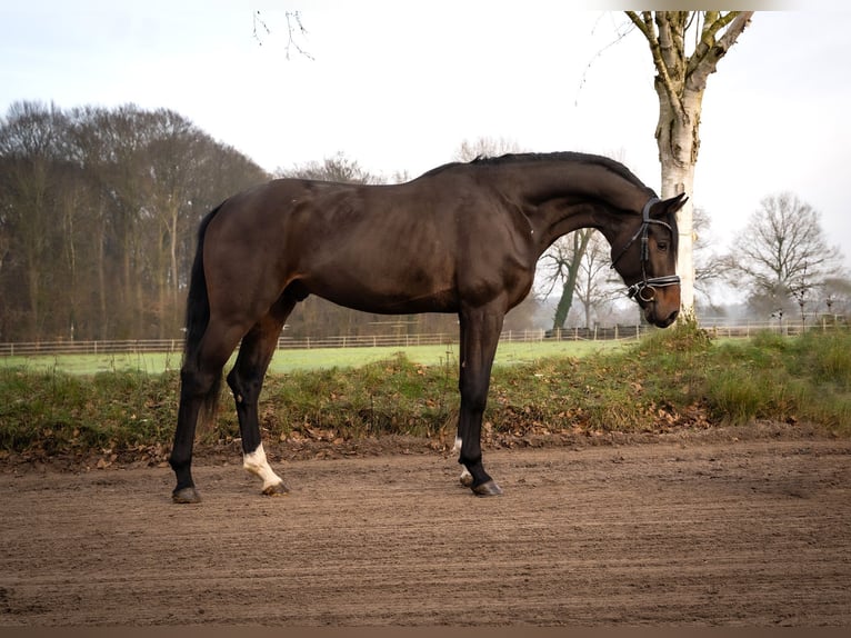 Hannover Stallone 3 Anni 172 cm Baio scuro in Kölln reisiek