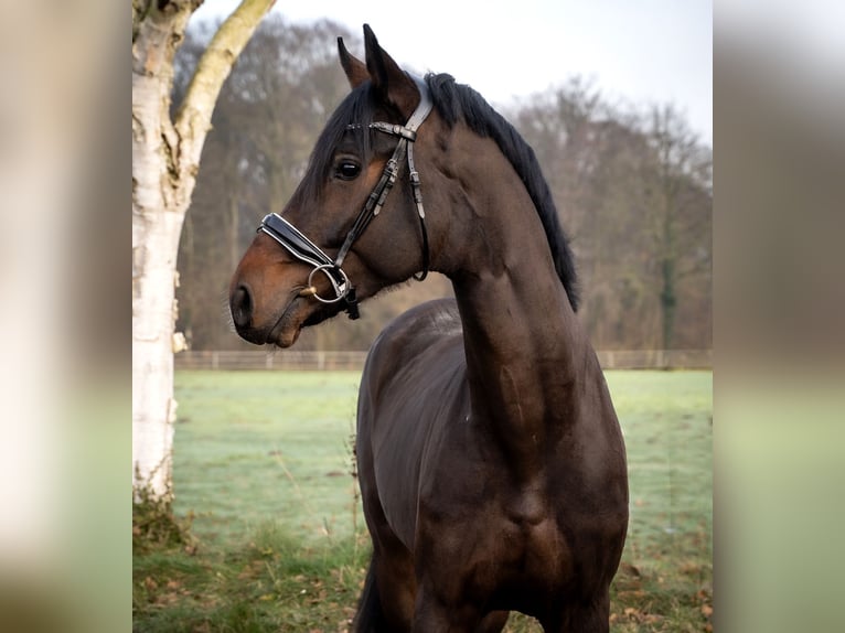 Hannover Stallone 3 Anni 172 cm Baio scuro in Kölln reisiek