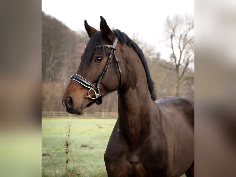 Hannover Stallone 3 Anni 172 cm Baio scuro in Kölln reisiek