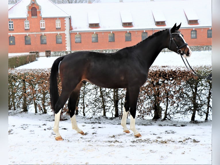 Hannover Stallone 3 Anni 172 cm Baio scuro in Celle