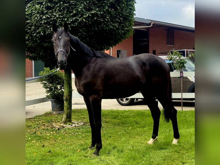 Hannover Stallone 3 Anni 172 cm Morello in Vechta