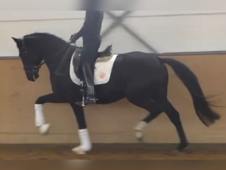 Hannover Stallone 3 Anni 172 cm Morello in Herren-Sulzbach