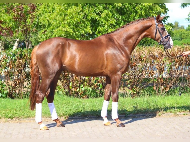 Hannover Stallone 3 Anni 172 cm Sauro scuro in Selsingen