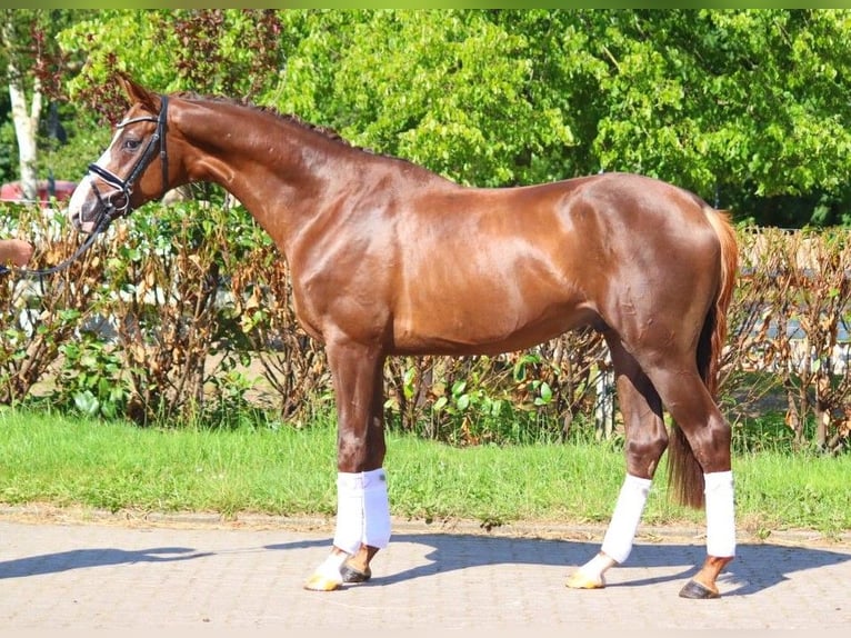 Hannover Stallone 3 Anni 172 cm Sauro scuro in Selsingen