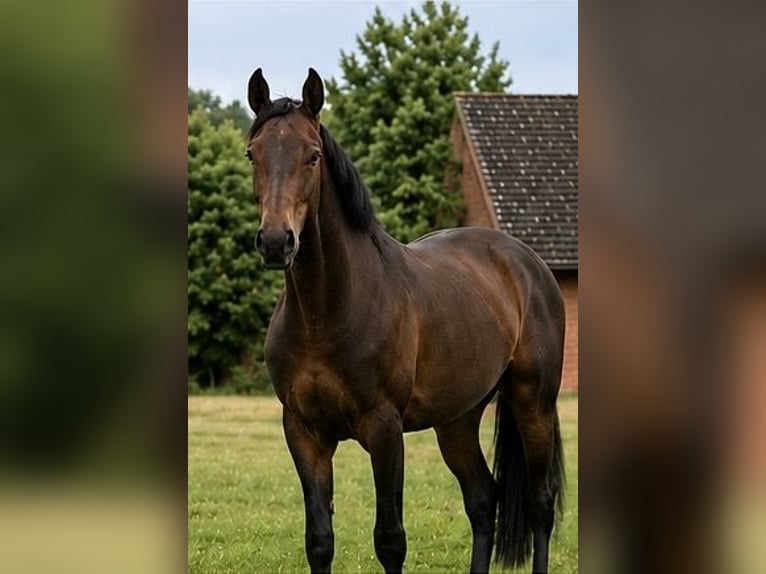 Hannover Stallone 3 Anni 173 cm Baio in Handorf