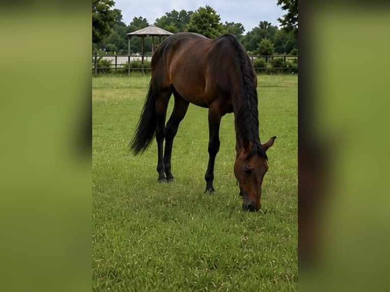 Hannover Stallone 3 Anni 173 cm Baio in Handorf