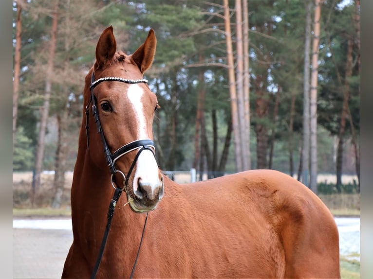 Hannover Stallone 3 Anni 174 cm Sauro in Celle