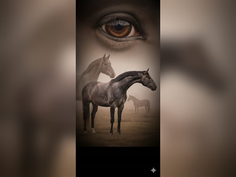 Hannover Stallone 3 Anni 175 cm Grigio in Großheide