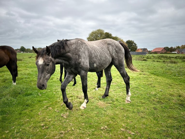 Hannover Stallone 3 Anni 175 cm Grigio in Großheide