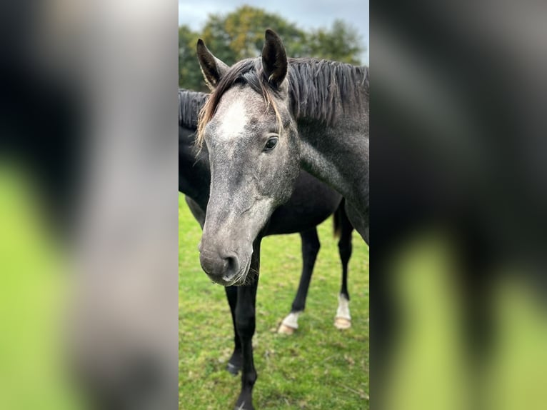 Hannover Stallone 3 Anni 175 cm Grigio pezzato in Ahrensbök