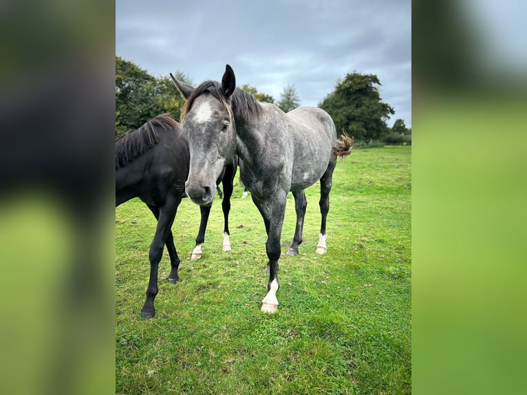 Hannover Stallone 3 Anni 175 cm Grigio pezzato in Ahrensbök