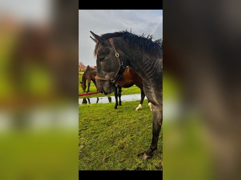 Hannover Stallone 3 Anni 175 cm Grigio pezzato in Ahrensbök