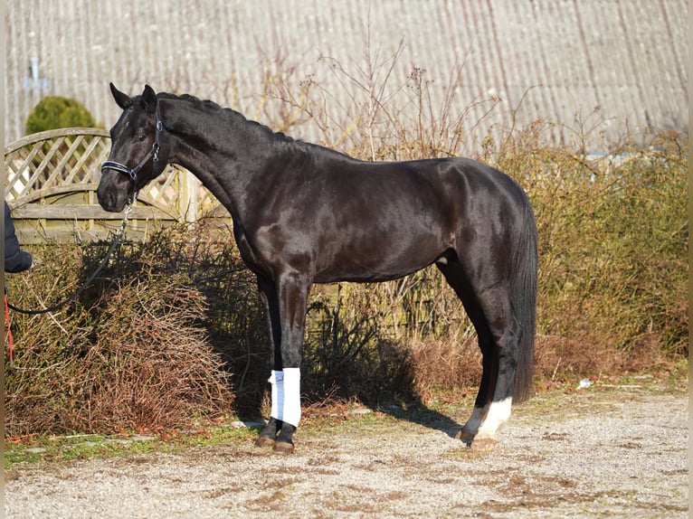 Hannover Stallone 3 Anni 175 cm Morello in Hohenfelde