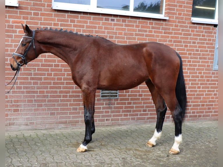 Hannover Stallone 3 Anni 180 cm Baio in Celle