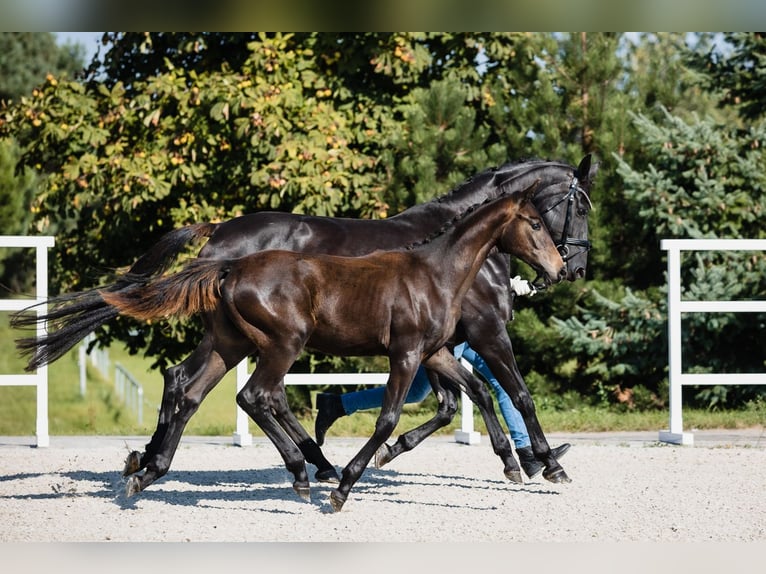 Hannover Stallone 3 Anni Baio scuro in DUSZNIKI