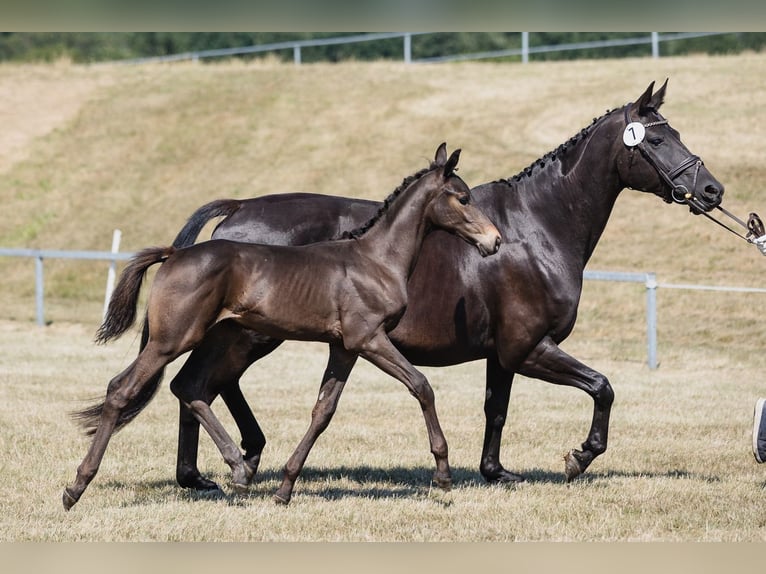Hannover Stallone 3 Anni Baio scuro in DUSZNIKI