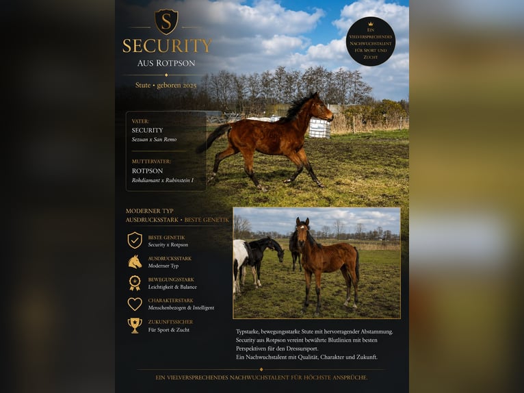 Hannover Stallone 3 Anni  in Großheide