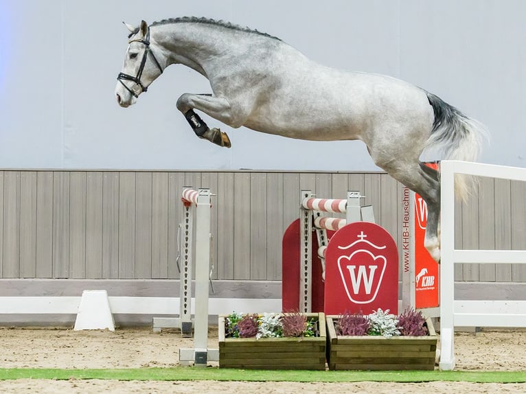 Hannover Stallone 3 Anni Grigio in Münster-Handorf