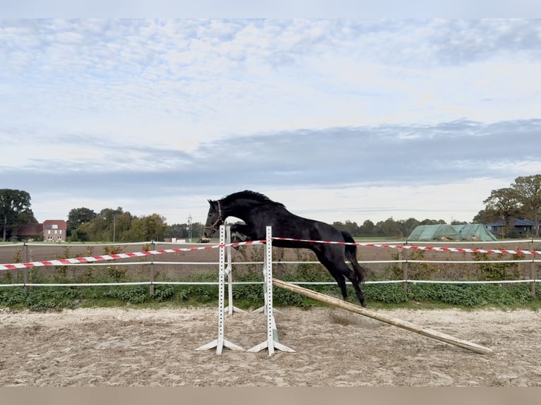Hannover Stallone 3 Anni Può diventare grigio in Coesfeld