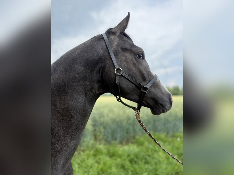 Hannover Stallone 3 Anni Può diventare grigio in Coesfeld