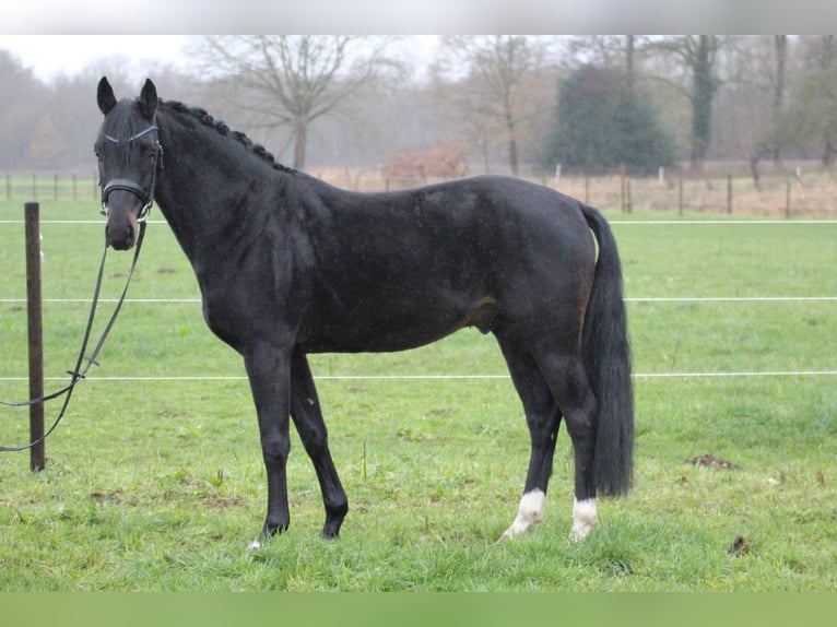 Hannover Stallone 4 Anni 160 cm Baio scuro in Freren