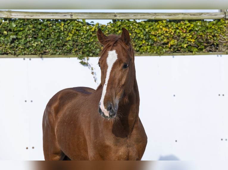 Hannover Stallone 4 Anni 162 cm  in Waddinxveen