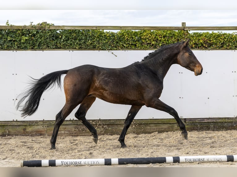 Hannover Stallone 4 Anni 163 cm Baio scuro in Waddinxveen