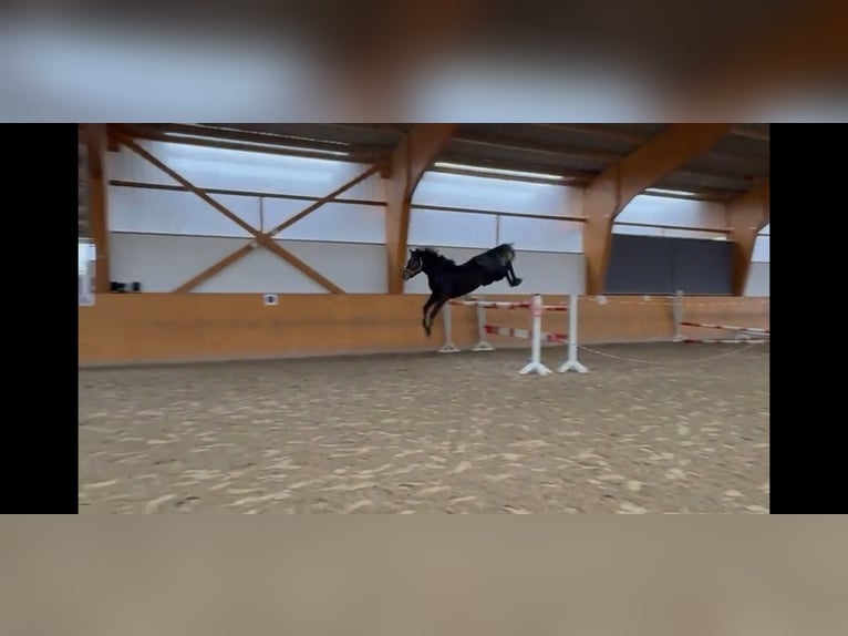 Hannover Stallone 4 Anni 163 cm Grigio in Magdeburg