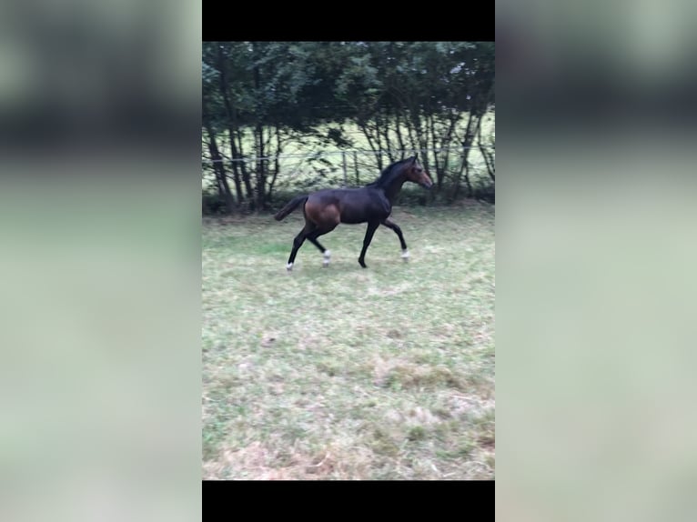 Hannover Stallone 4 Anni 165 cm Baio scuro in Todenbüttel