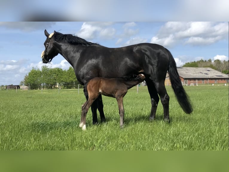 Hannover Stallone 4 Anni 165 cm Baio scuro in Todenbüttel