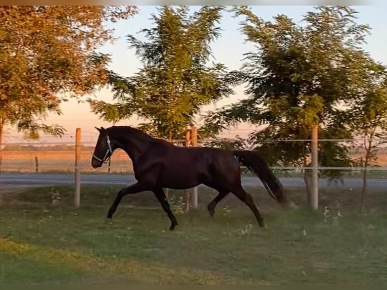 Hannover Stallone 4 Anni 165 cm Morello in Tass