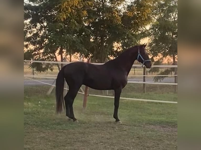 Hannover Stallone 4 Anni 165 cm Morello in Tass